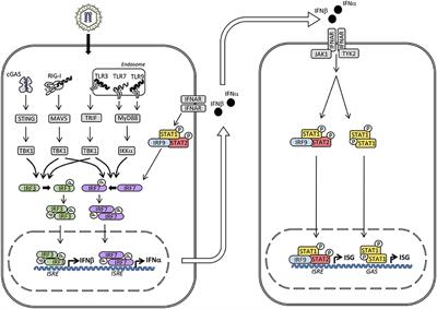 IRF and STAT Transcription Factors - From Basic Biology to Roles in Infection, Protective Immunity, and Primary Immunodeficiencies